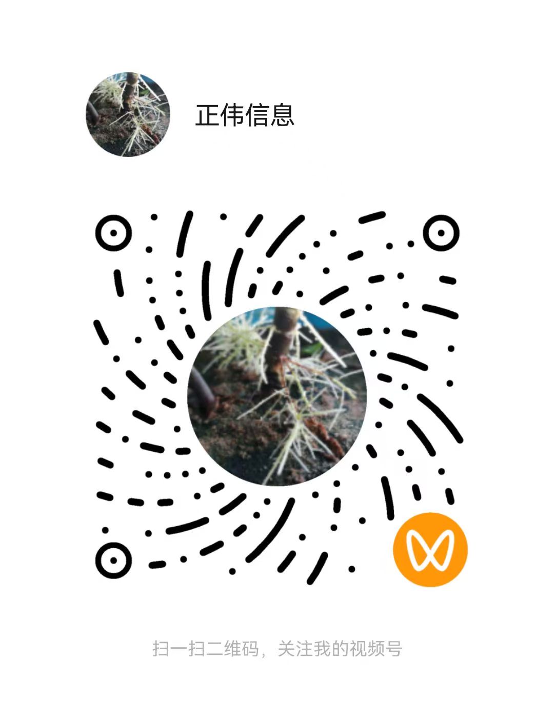 正伟信息视频号